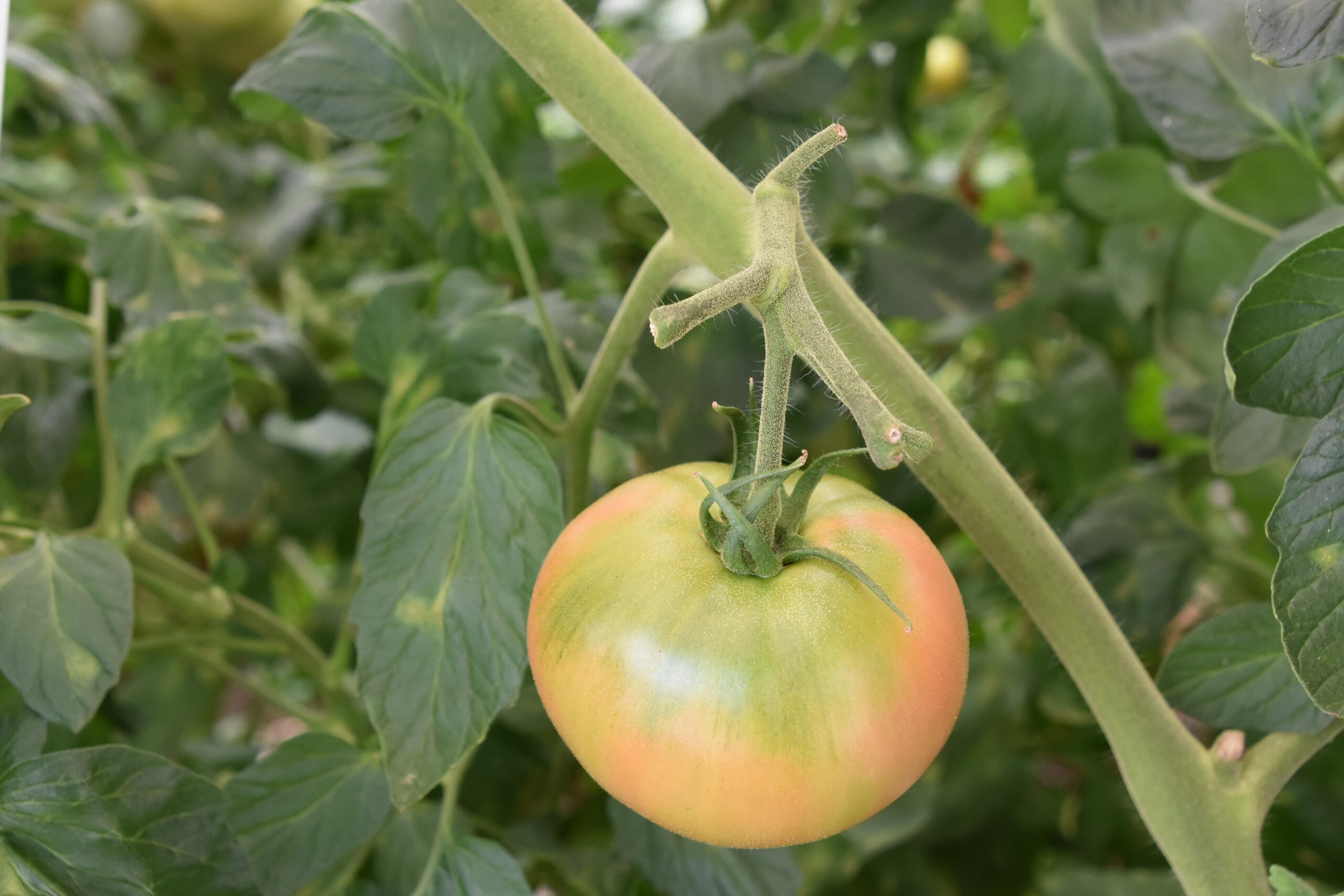 鈴木農園トマト写真
